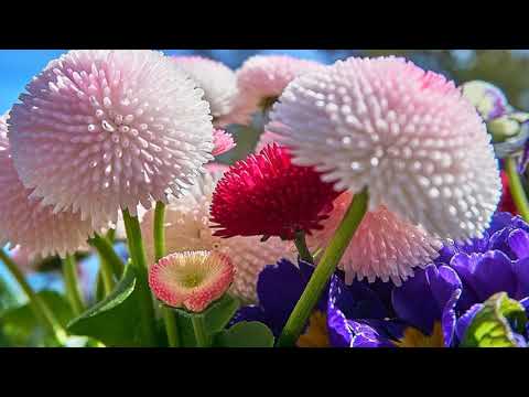 La exquisita belleza de la pared de flores: Un paraíso floral hecho realidad