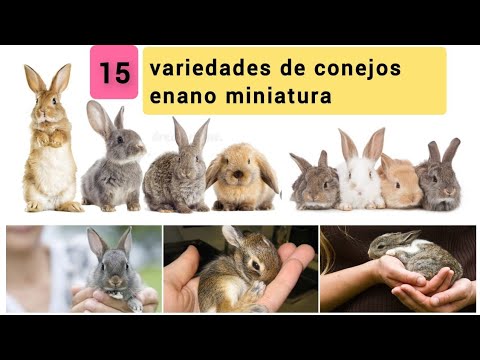 Conejo Arlequín: El Fascinante Mundo de esta Exótica Raza de Mascotas