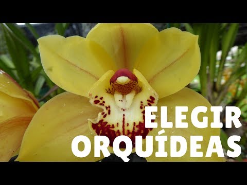 El costo de una orquídea: descubre precios y consejos