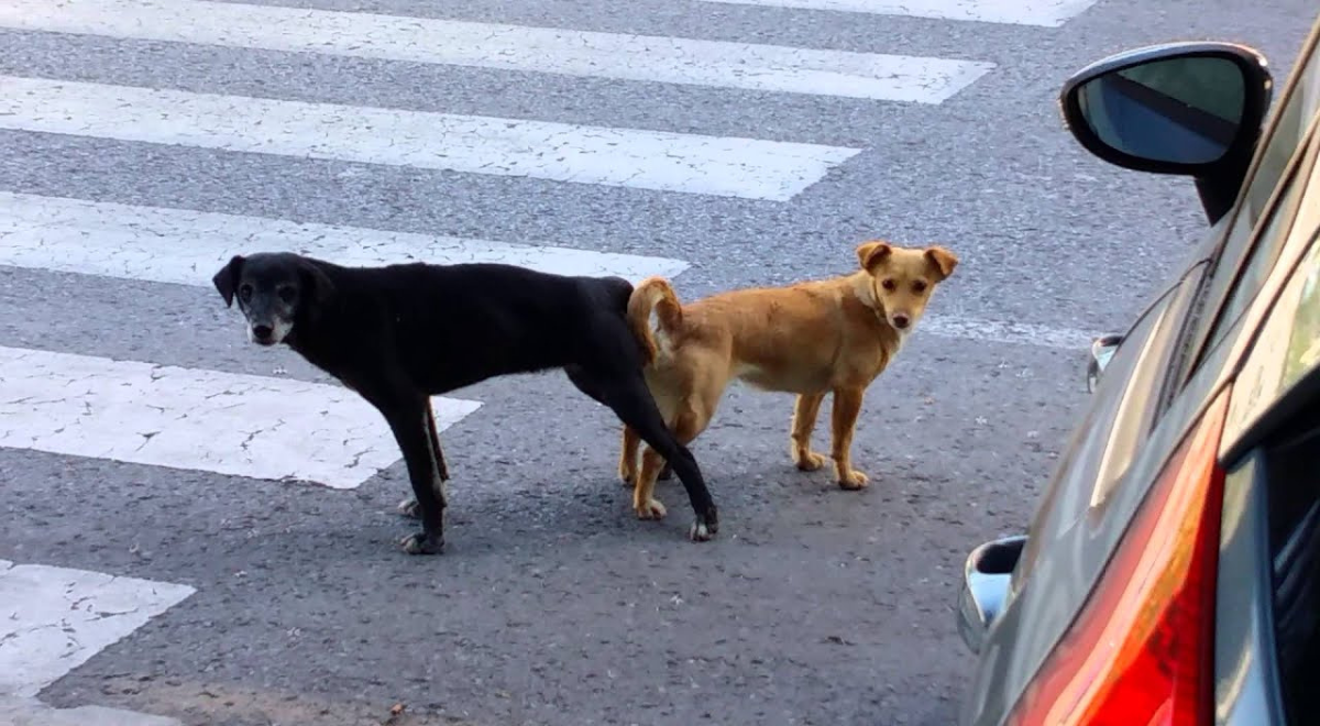 Cómo despegar a dos perros cuando se cruzan