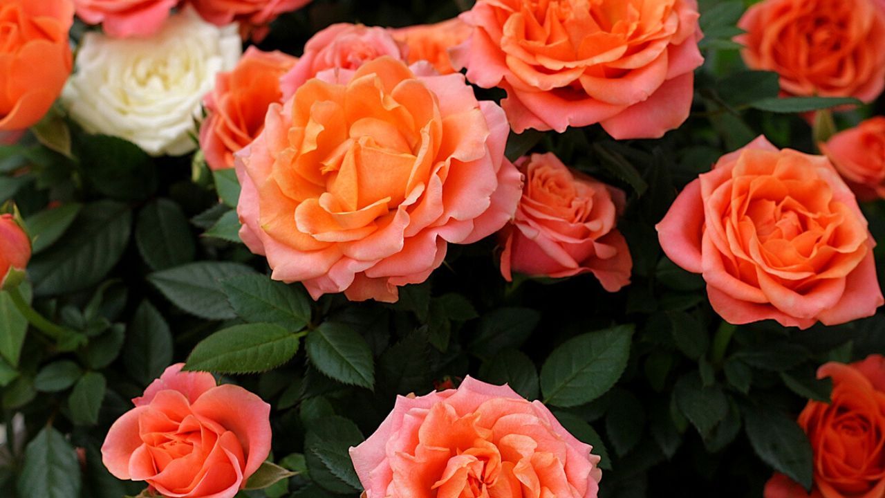 Descubre la belleza de los diferentes tipos de rosas: una guía completa