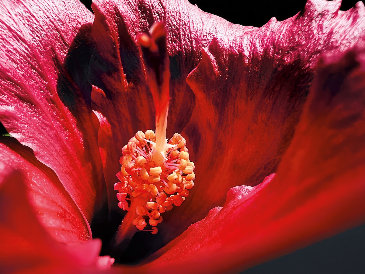 Descubre la belleza oculta de la flor con X: ¡Una joya de la naturaleza!