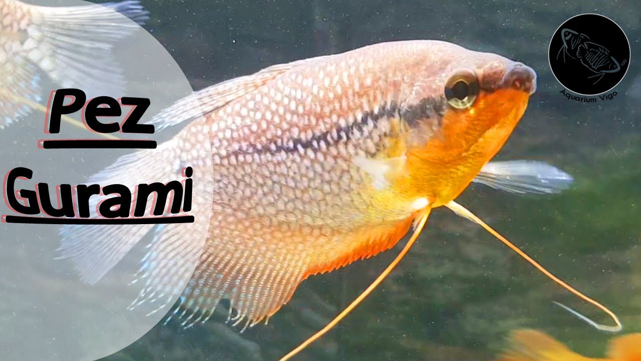 Descubre la belleza y misterio del pez gurami: todo lo que necesitas saber