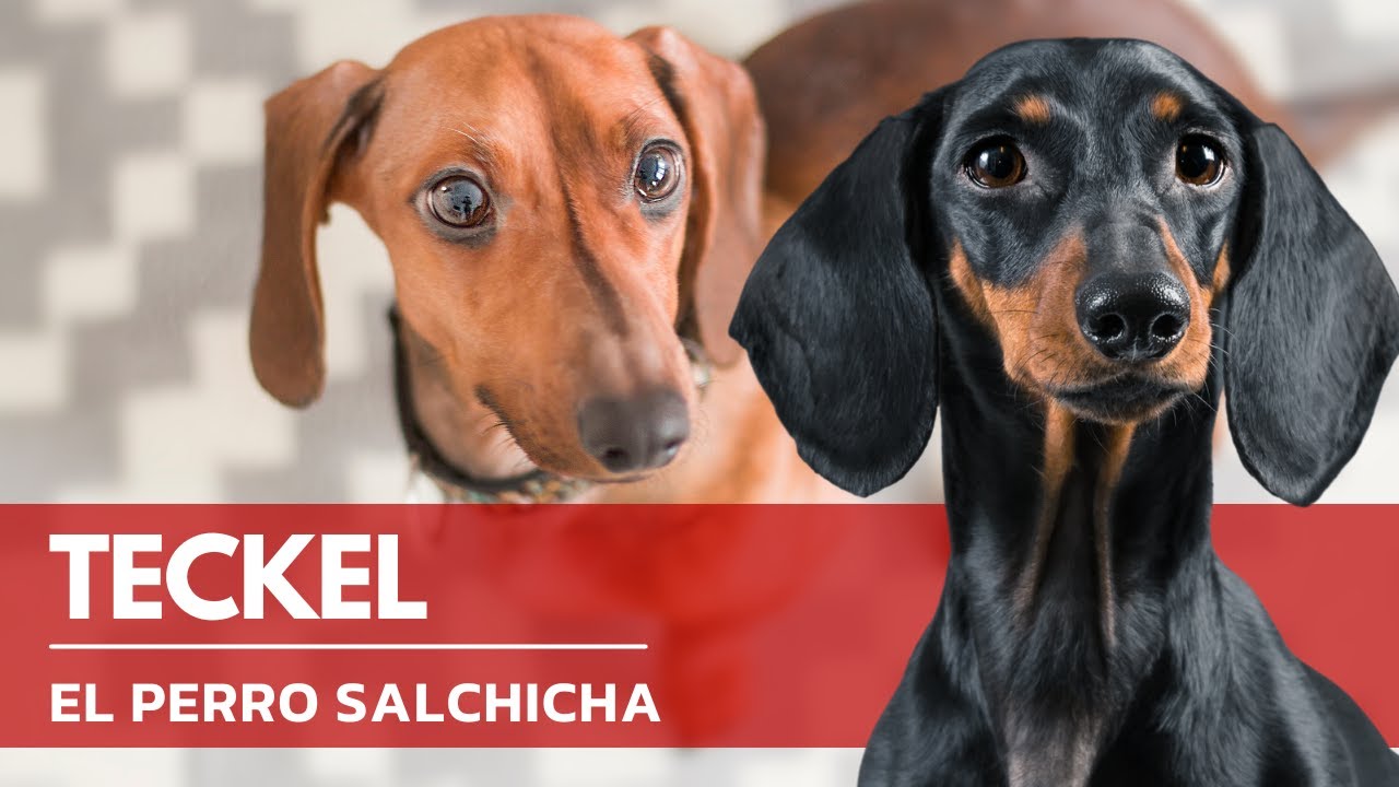 Descubre los encantos del perro dachshund: Una raza única y adorable