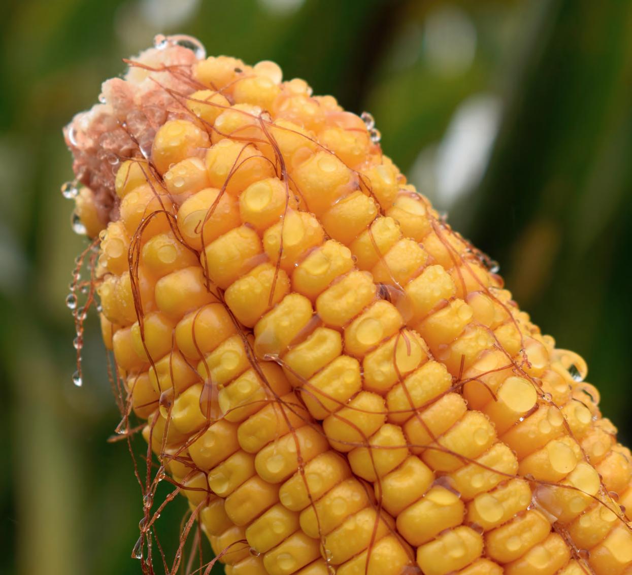 Descubre los secretos de una exitosa cosecha de maíz: consejos y técnicas infalibles