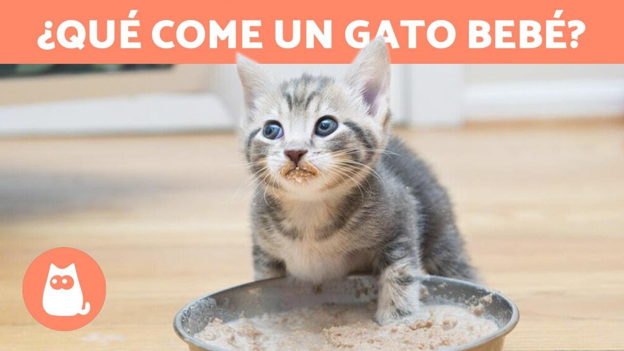Descubre qué comen los gatos bebés: guía completa de alimentación felina