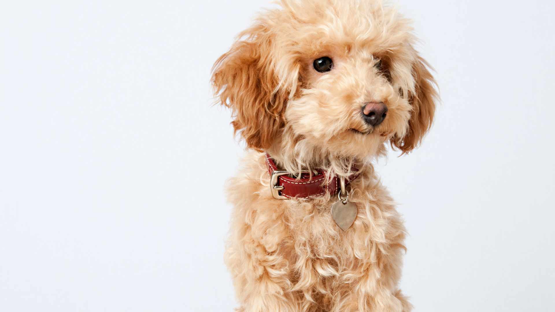 Descubre todo sobre el encantador Poodle Estándar: características y cuidados