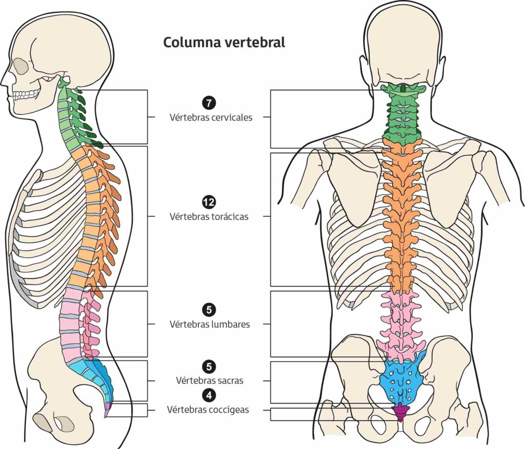 Descubre todo sobre la anatomía humana: ¿Cuántas vértebras tenemos en la columna vertebral?