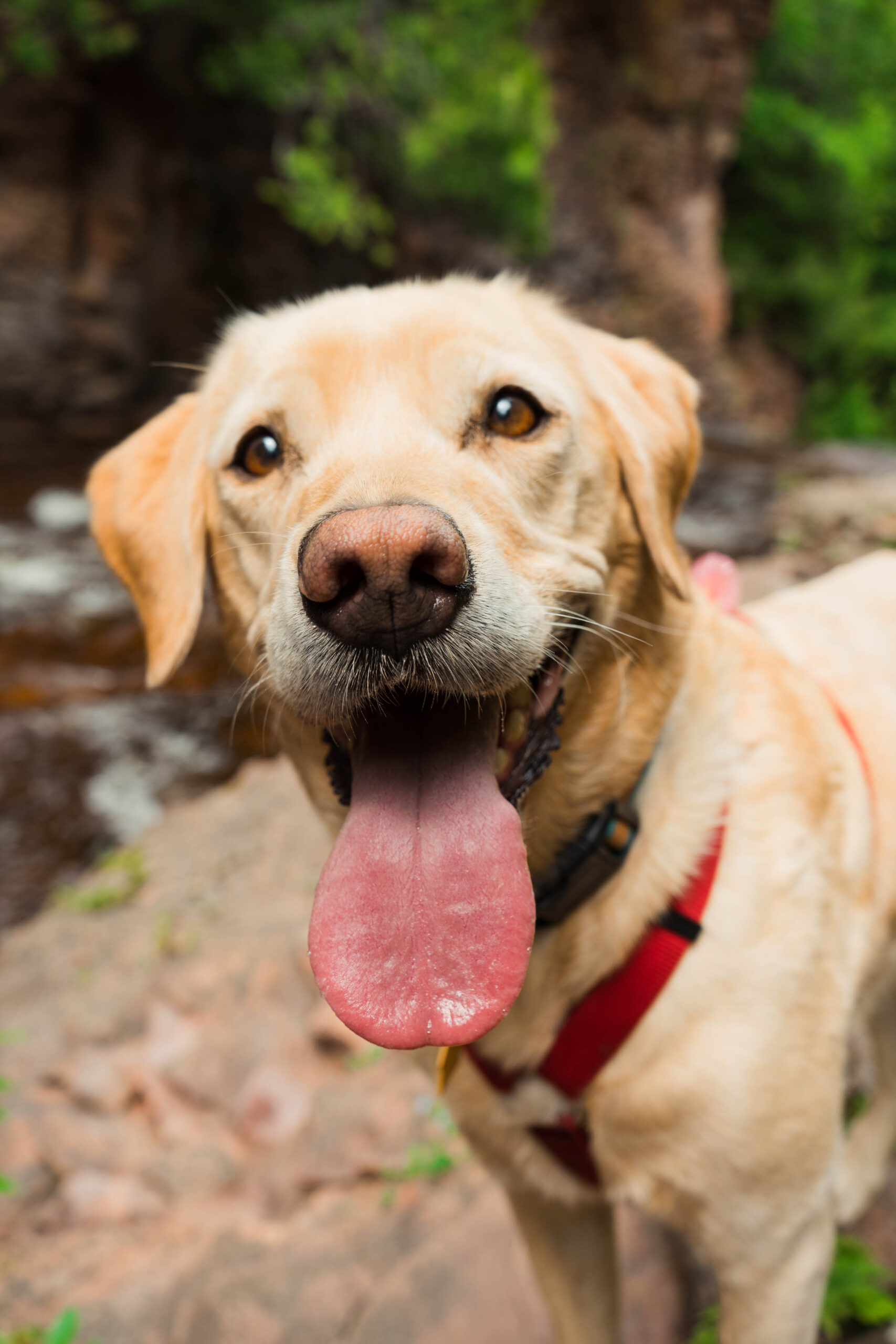 Descubre todo sobre los encantadores perros orejones: características, cuidados y curiosidades