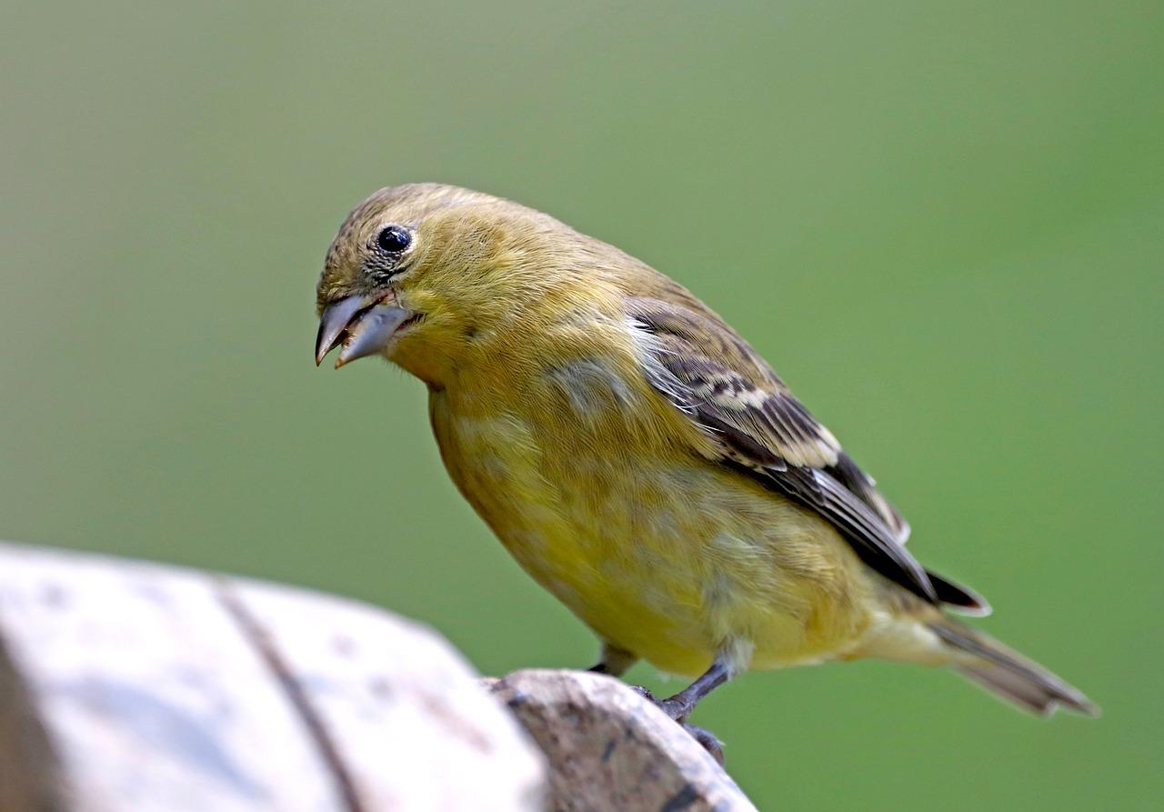 ¿Los canarios reconocen a sus dueños?