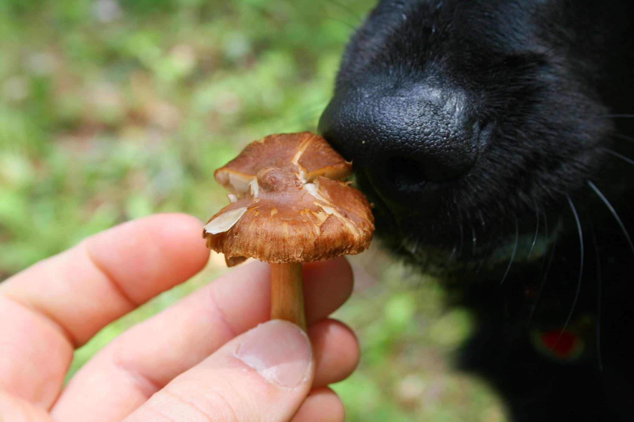 ¿Los perros pueden comer champiñones?