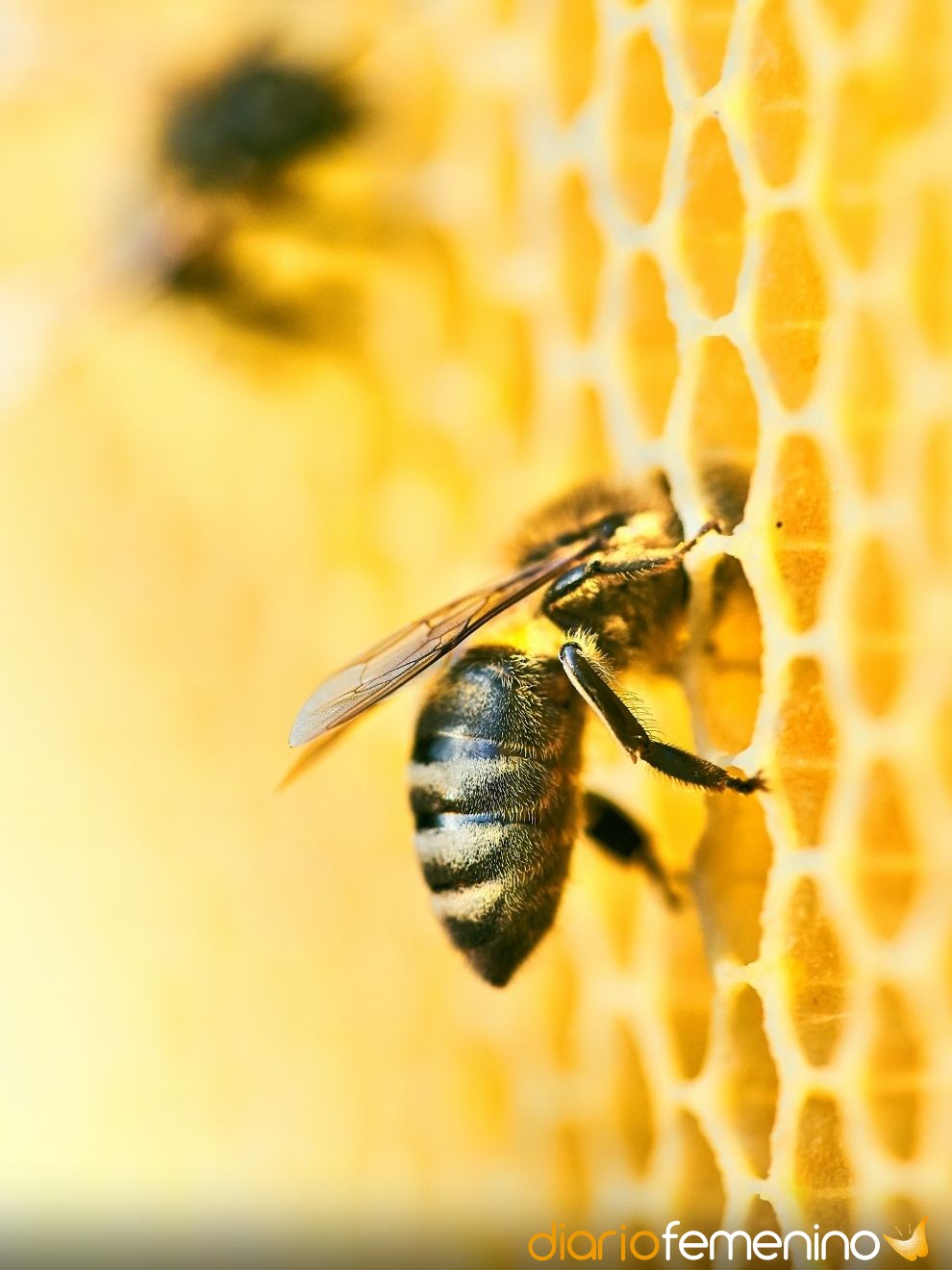 Pesadillas al vuelo: El significado de soñar que te pican abejas