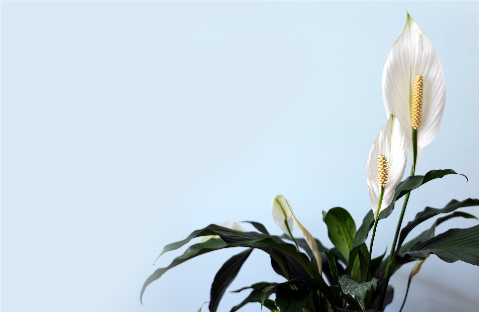 Plantas Blancas: La Elegancia Natural que Ilumina tu Hogar